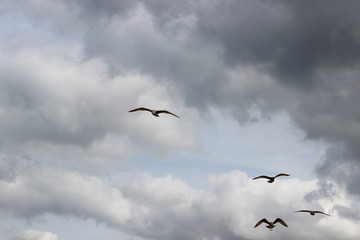 Möwen am Himmel