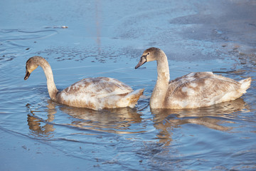 Wintering swans on the pond