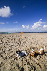Fototapeta na wymiar dogs playing on beach