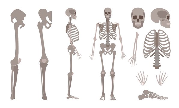 Vector human skeleton body bones and skull set