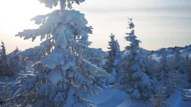 Epic video of snow forest in winter. Snow covered pine trees. Frosty day on ski resort. Moody weather. Explore the beauty of earth. Scenic image of hiking concept. Happy New Year!