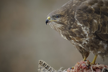 Common buzzard close-up