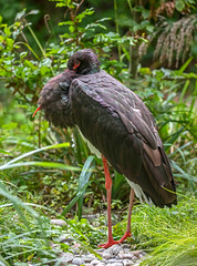 Black stork. Latin name - Ciconia nigra