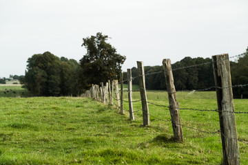 fences at the edge of the forest 