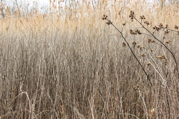 dry grass in the wind