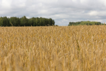 Yellow grain ready for harvest growing in a farm field