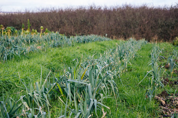 Green Onions growing