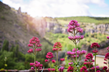 Pink wild flowers against mountains. Spring landscape .