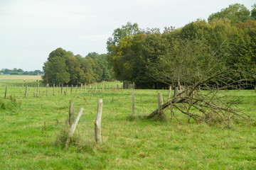 green field on forest shore