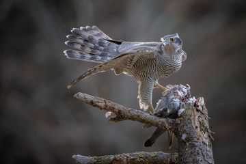 Male northern goshawk with prey