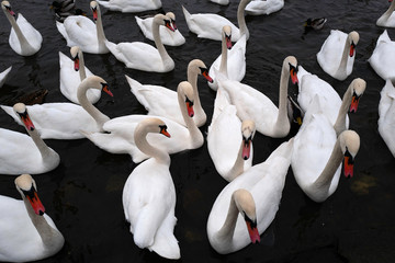 Obraz premium A flock of white swans swims in the river