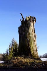 Tree torso, Juniperus communis and blue sky - Trebonsko, South Bohemia, Czech Republic