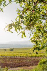 Fototapeta na wymiar Almond tree with green almonds at sunset in spring. Crops background.