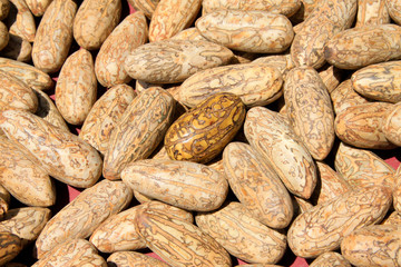 Thousands eyes bodhi son