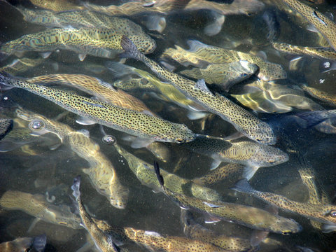 A trout flock in a pond