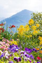 Flowers on the streets of Interlaken. Flowers and mountains
