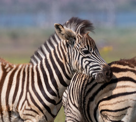 Young zebra and mom