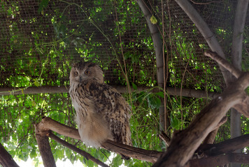 Hidden portrait of Long-eared Owl with big eyes