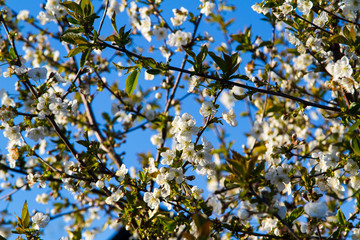 Obraz premium Blooming cherry tree