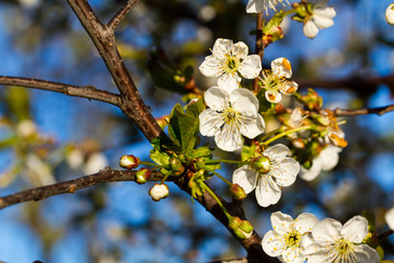 Fototapeta na wymiar Blooming cherry tree