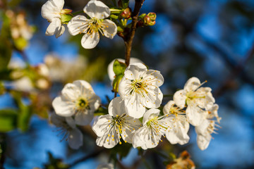 Blooming cherry tree