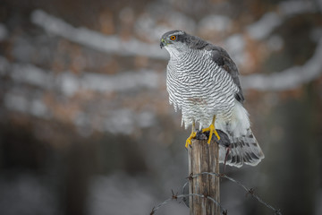 Goshawk perched upon an old fence post