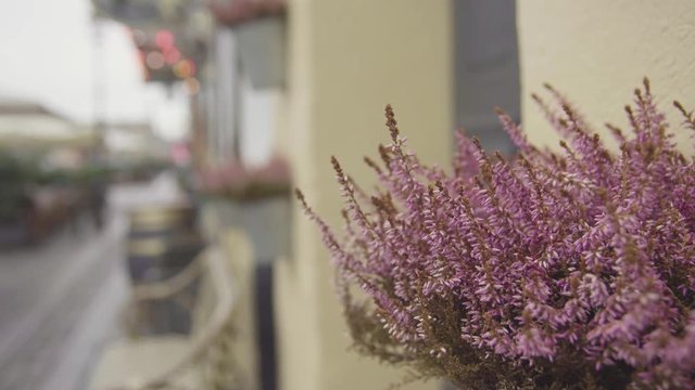 Blooming flowers close-up at Nyhavn Canal in winter Copenhagen (4K, 25fps)