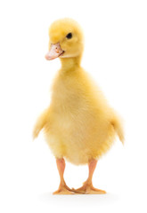 Cute little duckling