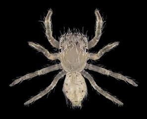 Spider. Close up. Isolated on a black background
