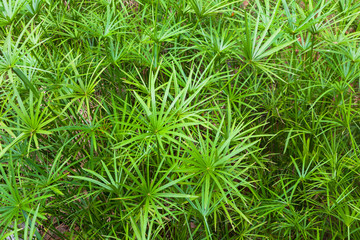 bunch of Cyperus imbricatus bush in nature habitat.