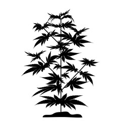 Bush marijuana black silhouette. Cannabinoid. Hemp for the treatment of marijuana oil. Cannabis. Vector illustration on isolated background.