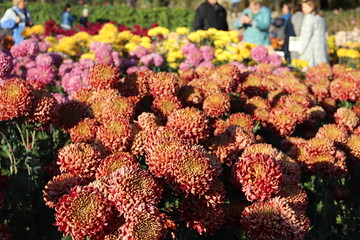 KRIMEA Nikitsky Botanicai garden is the parade of chrysanthemums