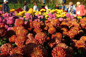KRIMEA Nikitsky Botanicai garden is the parade of chrysanthemums