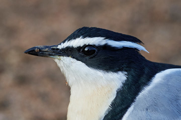 Fototapeta premium Egyptian plover (Pluvianus aegyptius)