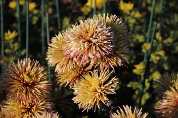 KRIMEA Nikitsky Botanicai garden is the parade of chrysanthemums