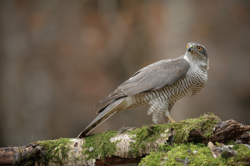 Mature male northern goshawk
