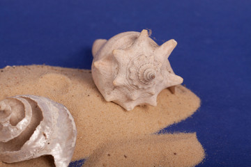 sea shells with sand on a purple background