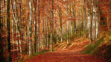 Colorfull Cansiglio forest in autumn.
The ancient Forest of the Doges of the Republic of Venice.