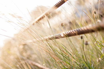 Grass nature field with sling