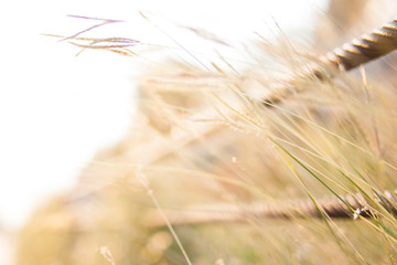 Grass nature field with sling