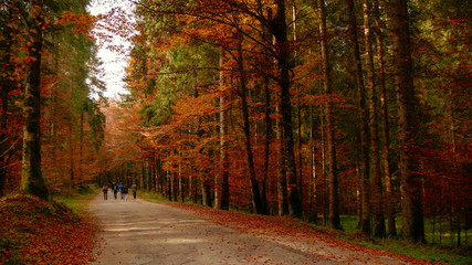 Colorfull Cansiglio forest in autumn.
The ancient Forest of the Doges of the Republic of Venice.