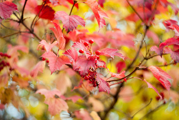 Abstract background of colorful beautiful red autumn red berry leaves. Photograph with sharp blur