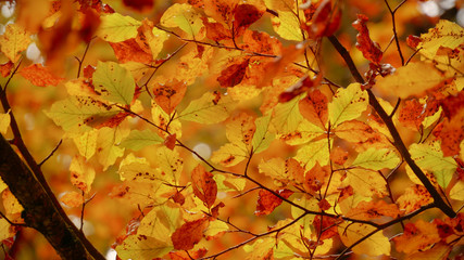 Colorfull leaf in autumn
