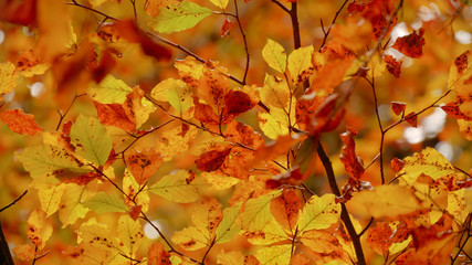 Colorfull Cansiglio forest in autumn.
The ancient Forest of the Doges of the Republic of Venice.