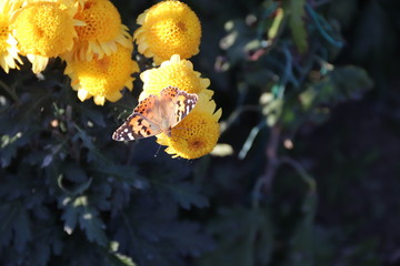 KRIMEA Nikitsky Botanicai garden is the parade of chrysanthemums