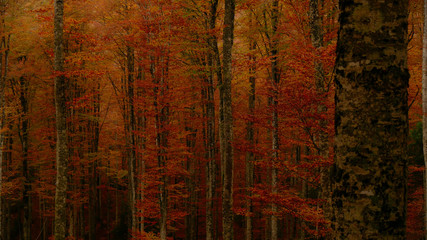 Colorfull Cansiglio forest in autumn.
The ancient Forest of the Doges of the Republic of Venice.