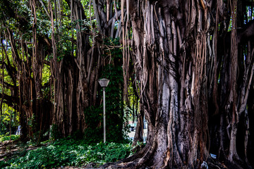 Bäume im Park von Havanna Kuba,