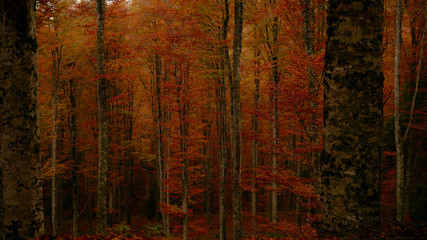 Colorfull Cansiglio forest in autumn.
The ancient Forest of the Doges of the Republic of Venice.