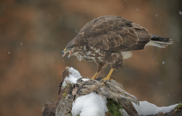 Common buzzard , Buteo Buteo