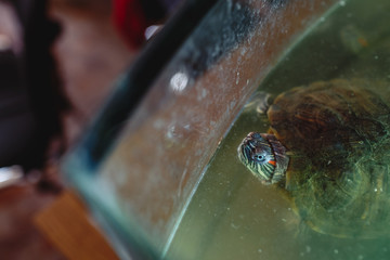 Close-up portrait of little turtle in water.